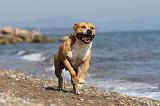 AMSTAFF ADULT 043